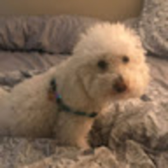 Meet your Posher, Lily - Picture 1 of 1